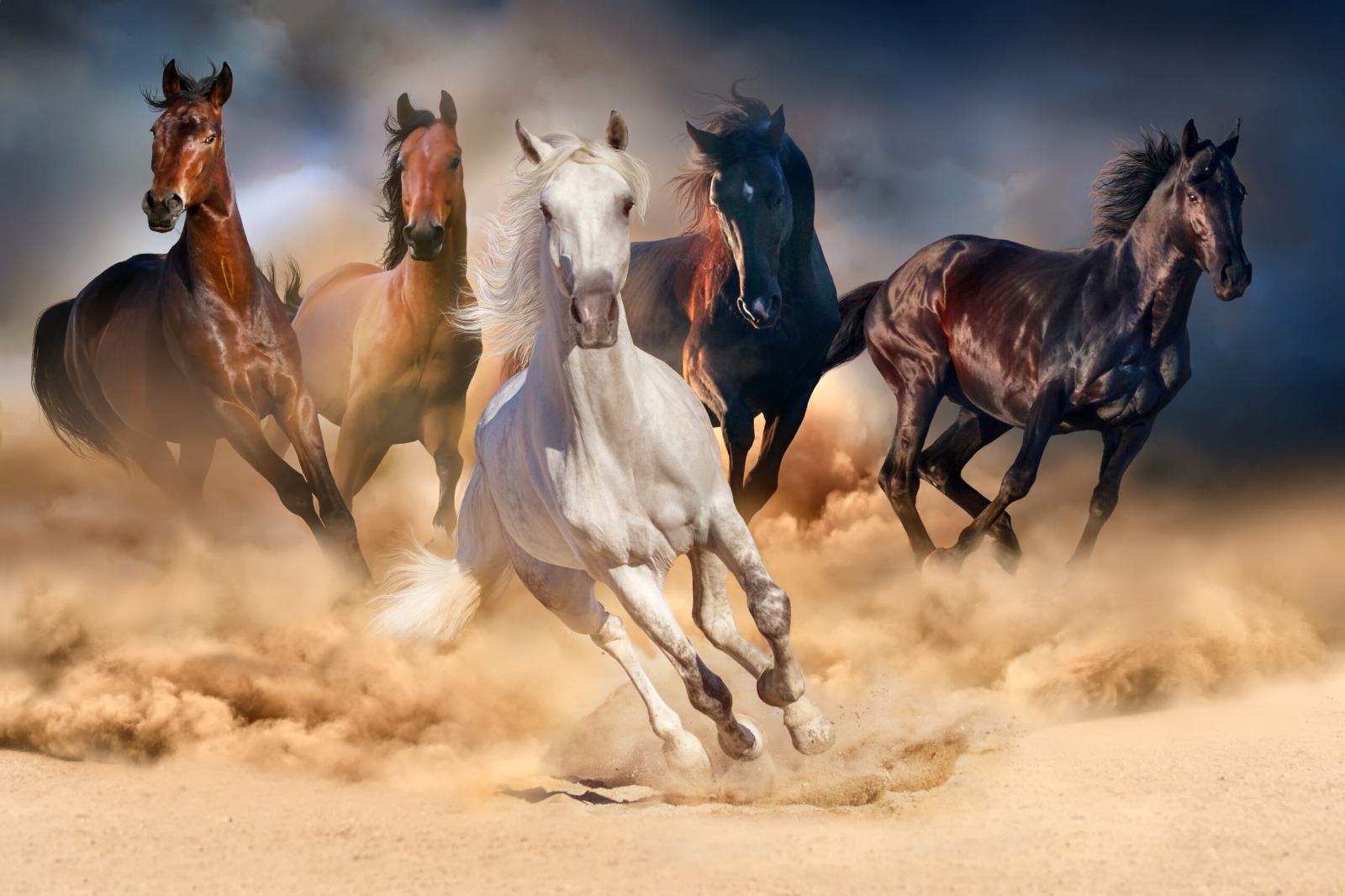 سرعات الخيول العربية في التراث بين الإيقاع الميلودي وركض السباق سرعات الخيول العربية في التراث بين الإيقاع الميلودي وركض السباق